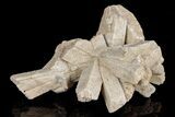 Radiating, Sand Celestine (Celestite) Crystals - Kazakhstan #193432-1